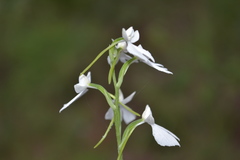 Habenaria plantaginea